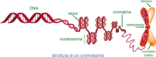 struttura del cromosoma