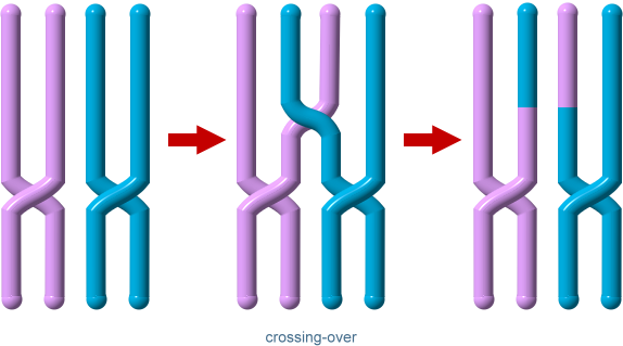 crossing-over