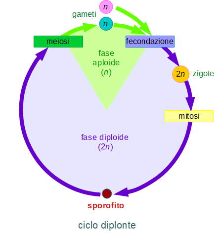 ciclo diplonte