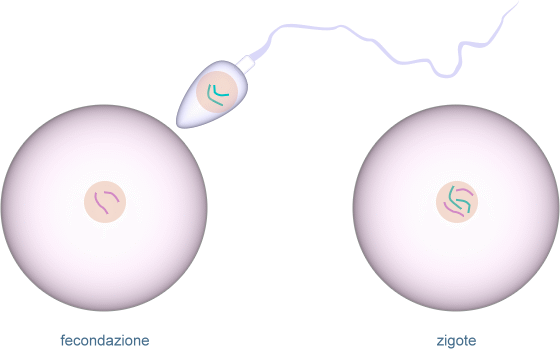 fecondazione e zigote