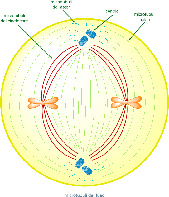 microtubuli del fuso