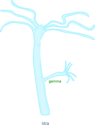 gemmazione dell'idra