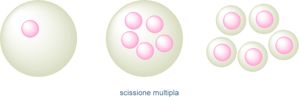 scissione multipla