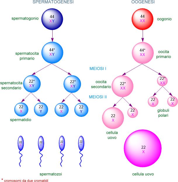spermatogenesi e oogensi