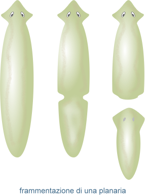 frammentazione di planaria