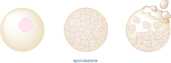 sporulazione