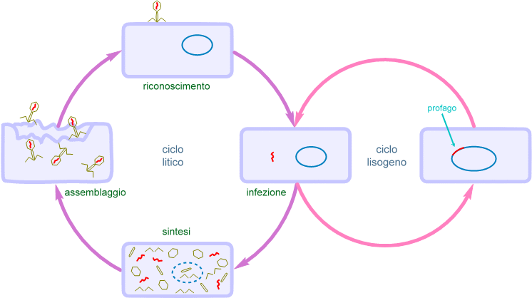 ciclo lisogeno e litico dei virus