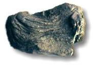 argillite