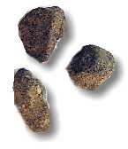 fosforite