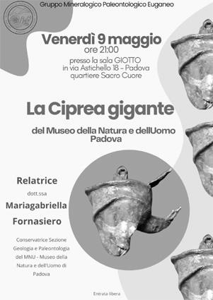 La Ciprea gigante del MNU