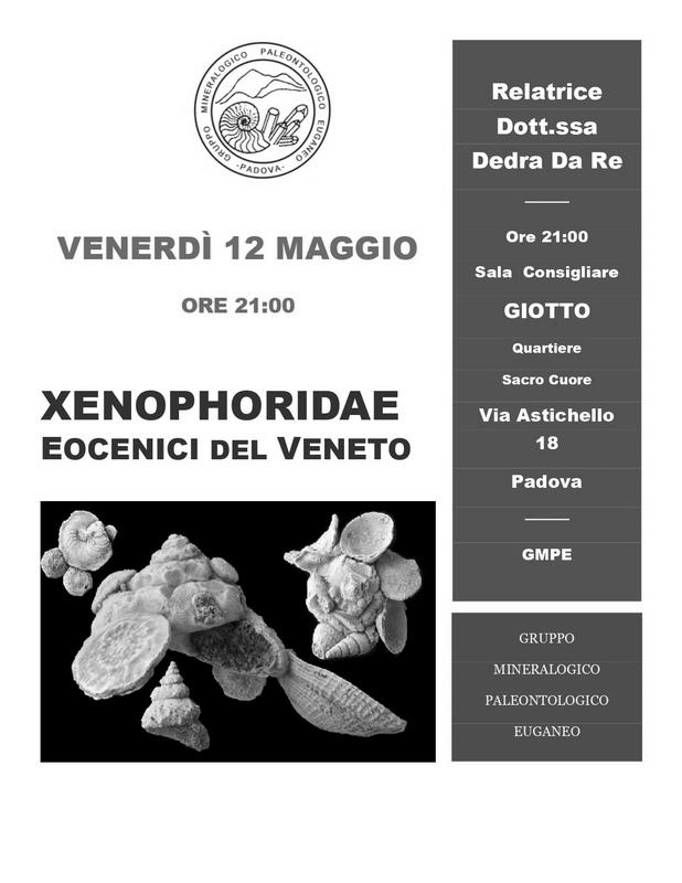 Xenophoridae Eocenici del Veneto