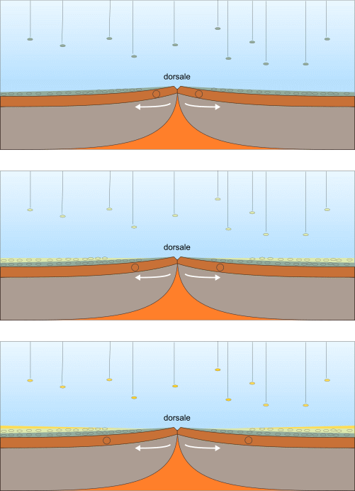 distribuzione sedimenti