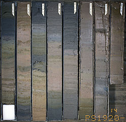 sedimenti marini